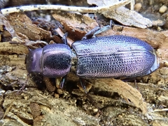 Temnoscheila caerulea