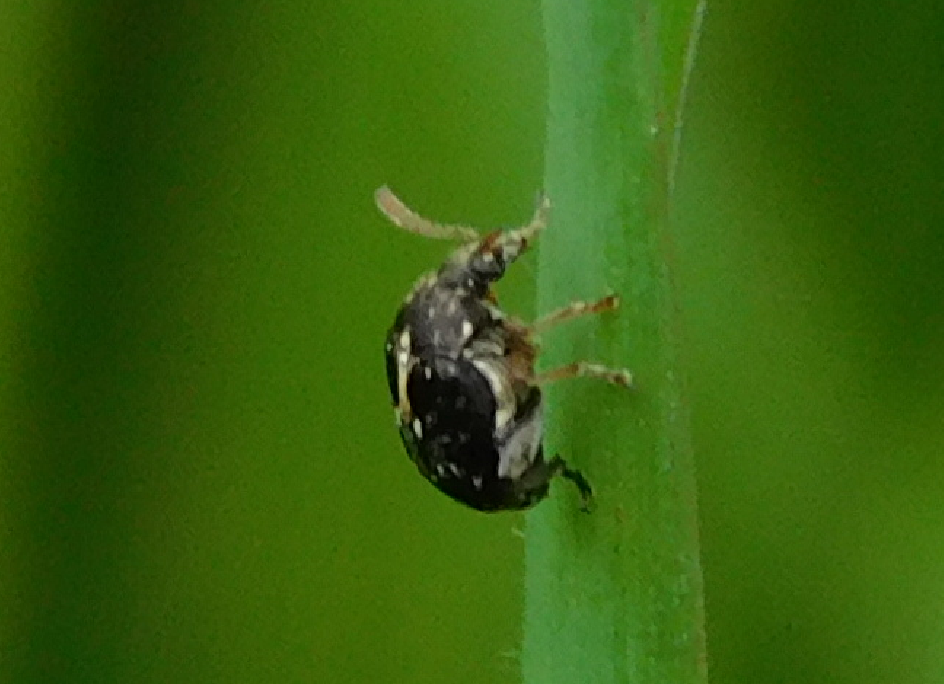 Pea and Bean Weevils from Domaszék, 6781 Hungary on April 16, 2023 at ...