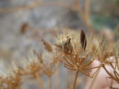 Ancyrosoma leucogrammes