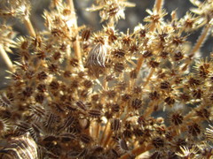 Ancyrosoma leucogrammes