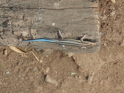 Rainbow Skink