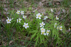 Anemonoides caerulea