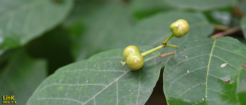 Neoshirakia japonica (Siebold & Zucc.) Esser