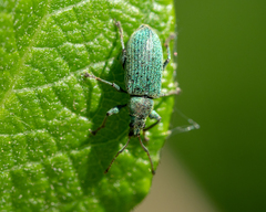 Phyllobius maculicornis