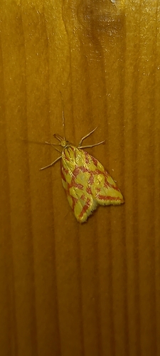 ploskáč horčinkový (Hypercallia citrinalis)