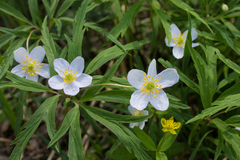 Anemonoides caerulea