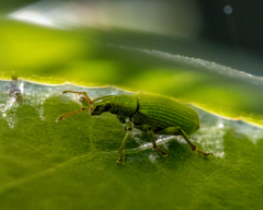 Phyllobius maculicornis
