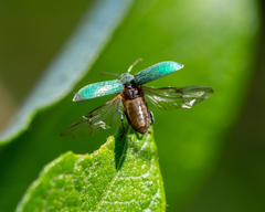 Phyllobius maculicornis