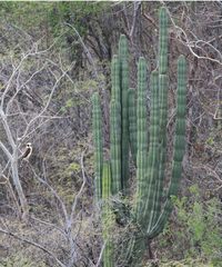 Stenocereus montanus