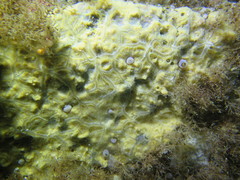 Phorbas dives