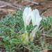 Astragalus galactites - Photo (c) Mengshuai Ge, some rights reserved (CC BY-NC), uploaded by Mengshuai Ge