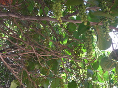 Cyanistes teneriffae teneriffae