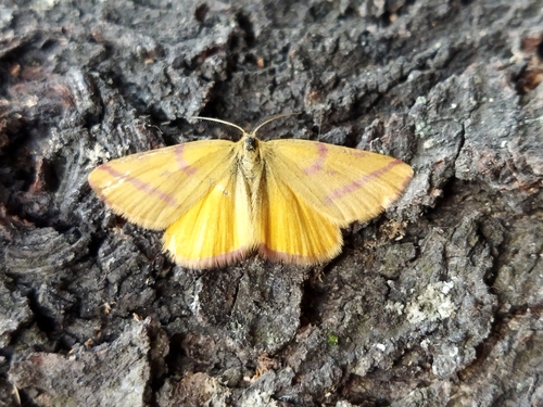Purple-barred Yellow, 4292 Dobri Dol, Bulgaria, photo 10 of 10