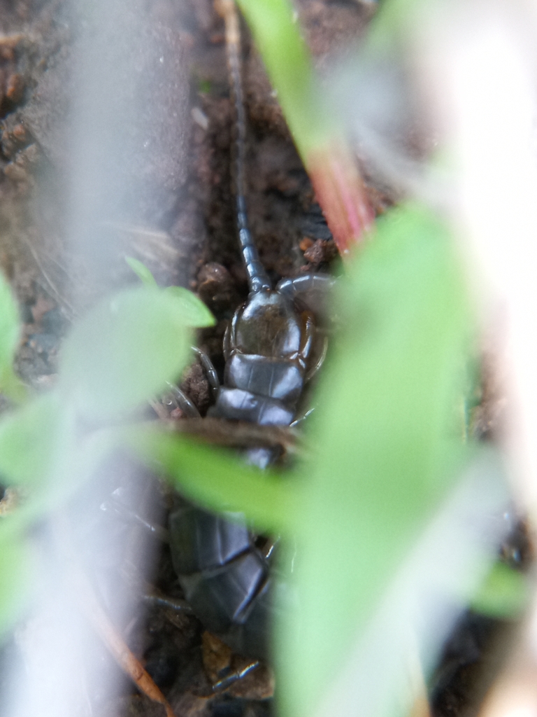 Scolopendrid Centipedes from FWQ9+HQM, Ramtekdi Industrial Area