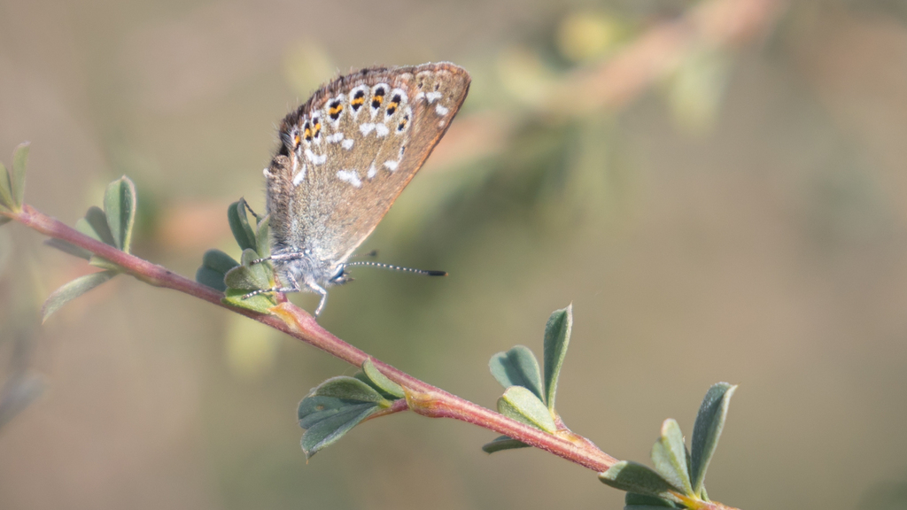 Neolycaena tangutica