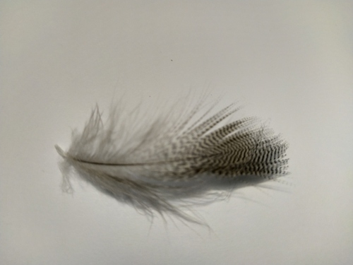 Plume de Canard mandarin
