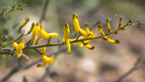 Corydalis adunca