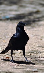 Corvus macrorhynchos