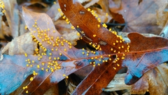 Physarum melleum
