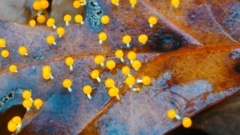 Physarum melleum