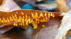 Physarum melleum