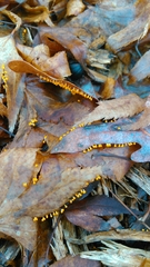 Physarum melleum