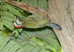 Xiphidiopicus percussus