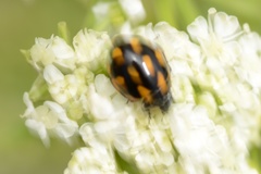 Coccinella leonina