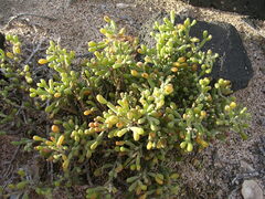 Tetraena fontanesii image