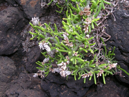 Limonium papillatum