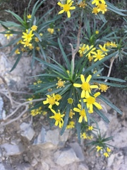 Euryops arabicus