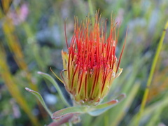 Leucospermum gracile