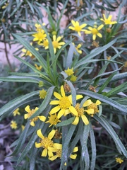 Euryops arabicus