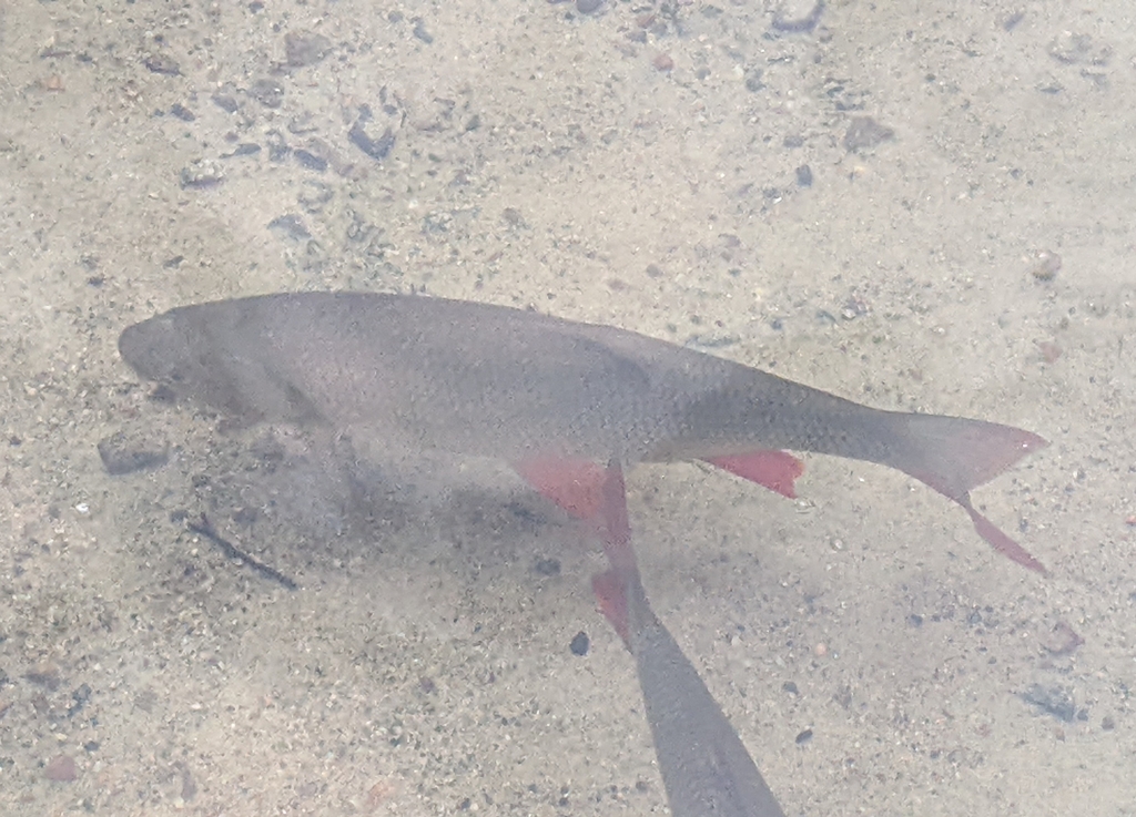Ide (Leuciscus idus) — Cyprinidae
