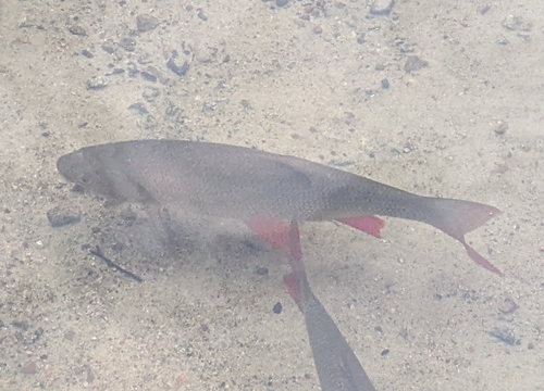 Ide (Leuciscus idus) — Cyprinidae