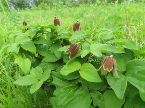 Clematis fusca iNat (2)