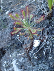 Drosera glabripes