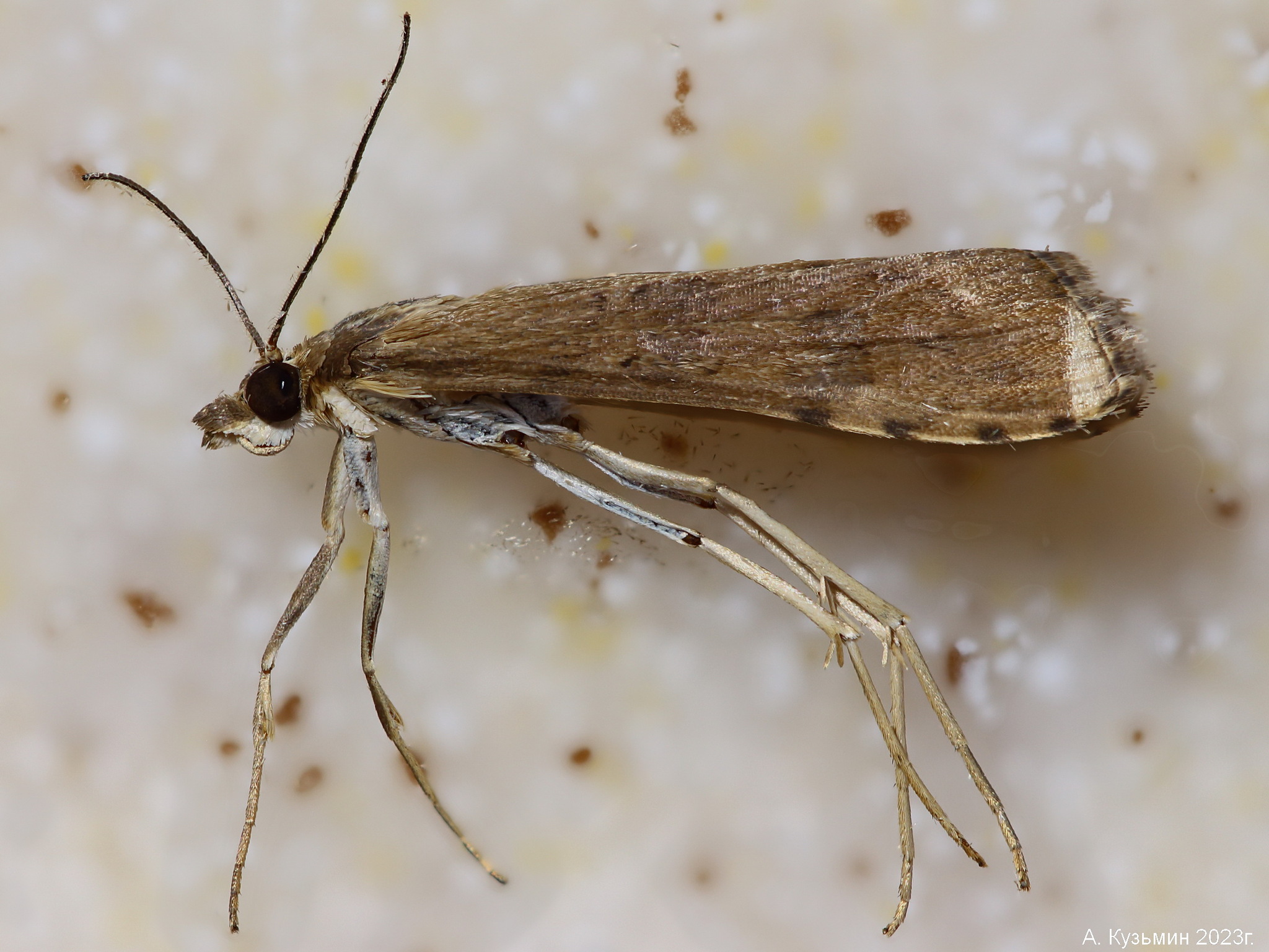 Огнёвка Луговая Совковидная (Nomophila noctuella)