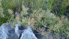 Leucospermum gracile