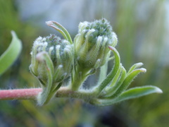 Leucospermum gracile