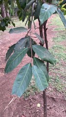 Prunus africana image