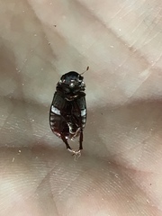 Scarabaeidae