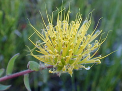 Leucospermum gracile