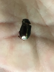 Scarabaeidae