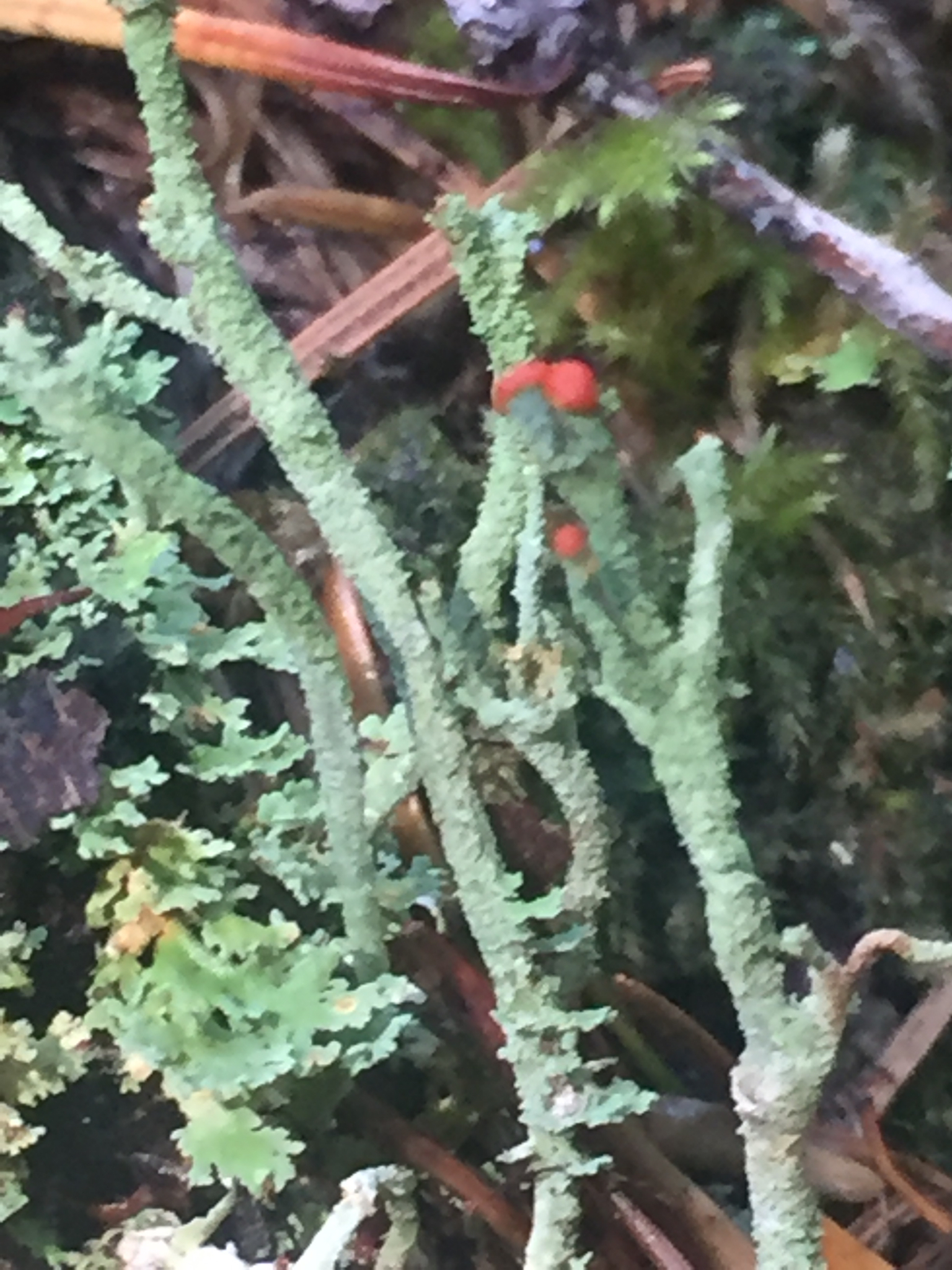 Cladonia bellidiflora image