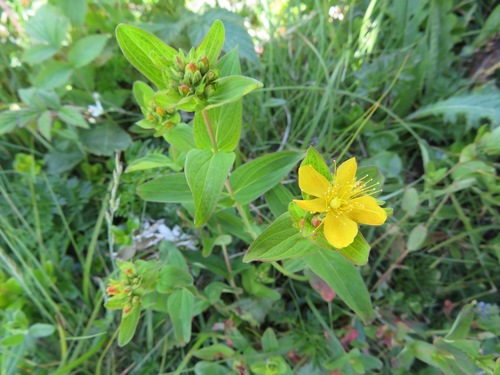 Hypericum erectum, photograph 6