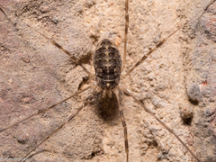 Opilio parietinus