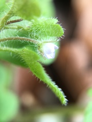 Veronica hederifolia-sublobata-triloba