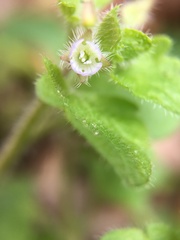 Veronica hederifolia-sublobata-triloba