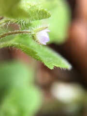 Veronica hederifolia-sublobata-triloba